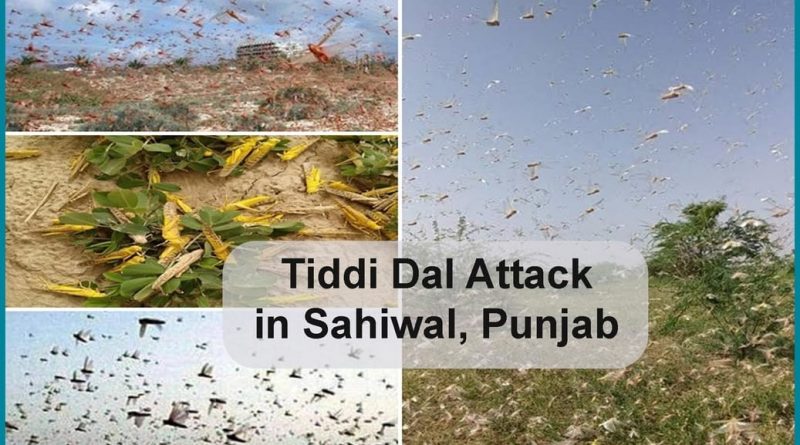 tiddi-dal-attack-in-sahiwal