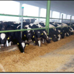 Bhens Colony - Karachi - Sindh - Pakistan Bhens Colony - Karachi - Sindh - Pakistan